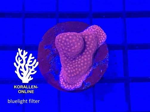 Produktbild Montipora spp. rot bluelight