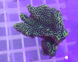 Montipora spp.