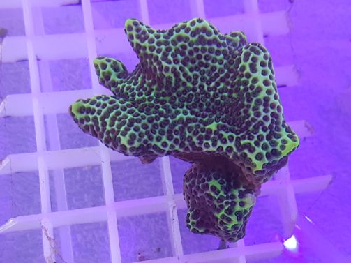 Produktbild Montipora spp.