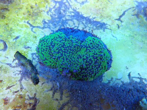 Produktbild Montipora spp.