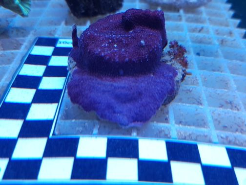 Produktbild Montipora violett