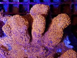 Pavona maldivensis orange Frag