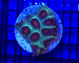 Plesiastrea spp. Premium Frag