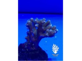 Pocillopora damicornis green