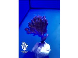 Pocillopora damicornis rosa small