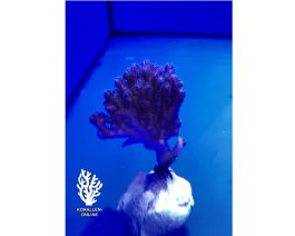 Pocillopora damicornis rosa medium