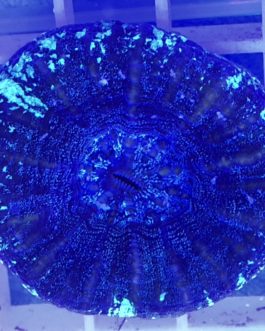 Scolymia Common bluish