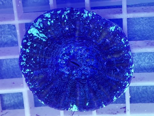Produktbild Scolymia Common bluish