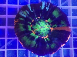 Scolymia wellsii MASTERGRAD