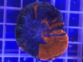 Scolymia SUPERMAN