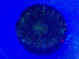 Scolymia Common