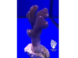 Stylophora pistillata (Milka)
