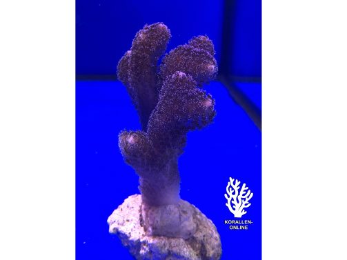 Produktbild Stylopora pistillata milka