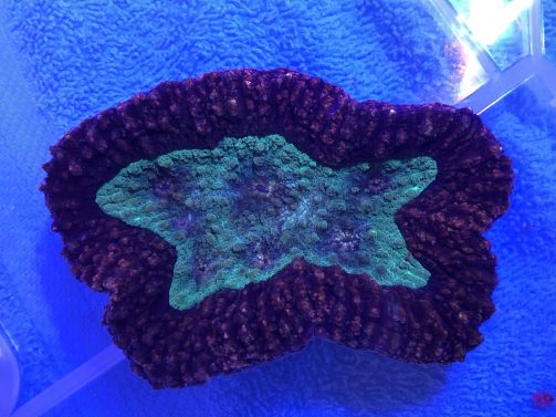 Produktbild Symphyllia spp. medium