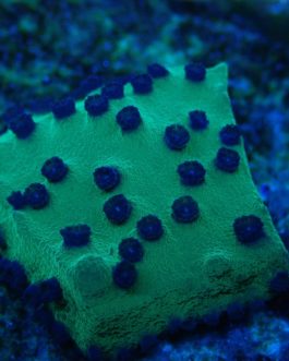 Grüne Kelchkoralle mit kleinen blauen Polypen