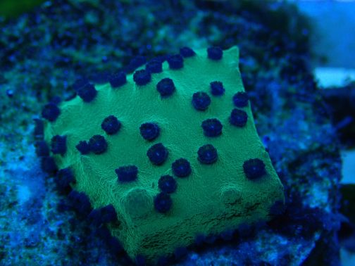 Turbinaria reniformis Grüne Kelchkoralle mit kleinen blauen Polypen