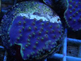 Turbinaria reniformis