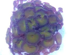 Zoanthus spp. green